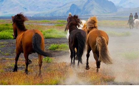 Riding with the Herd in Iceland 